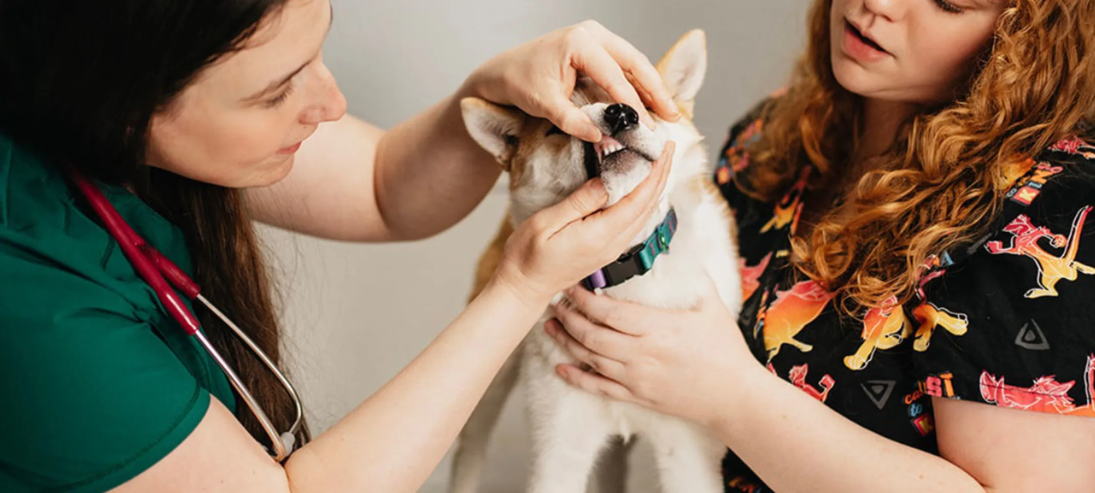Two staff members caring for a dog's teeth